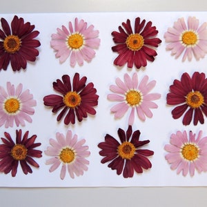 12 fleurs de argyranthème rose-bordeau, fleurs séchées pressées, pour l’artisanat, la fabrication de cartes, résine,  scrapbooking. # 241.2