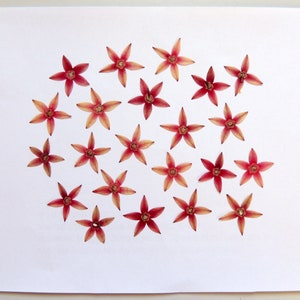 20 piccoli fiori di stella egiziana rosa, fiori secchi pressati, per artigianato, creazione di cartoline, scrapbooking. #487