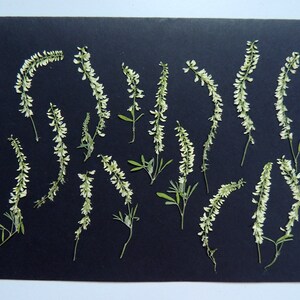 15 pieces of white flowers, pressed dried flowers, for crafts, DIY, herbarium, floral art, resin, decoration. #362