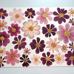 25 fleurs de cosmos , fleurs séchées pressées, pour l’artisanat, la fabrication de cartes,  scrapbooking. # 542
