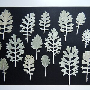 15 foglie di cineraria marittima, foglie pressate essiccate, per artigianato, resina, creazione di cartoline, scrapbooking. #480