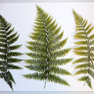 3 grandes feuilles de fougères pressèes 10"- 12" pour  l’artisanat, les arts, la fabrication de cartes, scrapbooking, cadre d'herbier. # 287