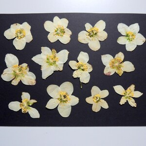 12 fiori di Elleboro marrone chiaro, fiori secchi pressati, per lavoretti, creazione di biglietti, scrapbooking. #423