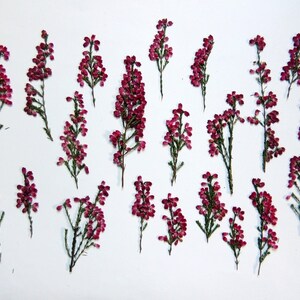 20 pezzi di Erica gracilis rossa, fiori secchi pressati, per artigianato, cartoline, erbario, resina, scrapbooking. #82