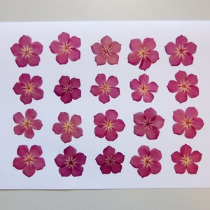 20 fleurs de phlox rose clair, fleurs séchées pressées, pour l’artisanat, la fabrication de cartes, résine,  scrapbooking. # 384.2
