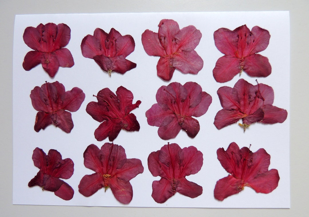12 Burgundy Rhododendron Flowers Pressed Dried Flowers for Etsy