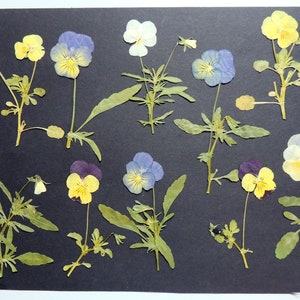 10 fleurs de  pensée multicolores sur la tige, fleurs séchées pressées, pour l’artisanat, la fabrication de cartes, scrapbooking. # 292.2