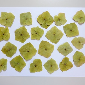 20 pcs de fleurs d'hortensia vertes, fleurs séchées pressées, pour l’artisanat, la fabrication de cartes,  scrapbooking. # 154.2