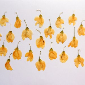 20 morceaux de fleurs de cassia beige-brune, fleurs séchées pressées, pour l’artisanat, les cartes, herbier, résine, scrapbooking. # 269