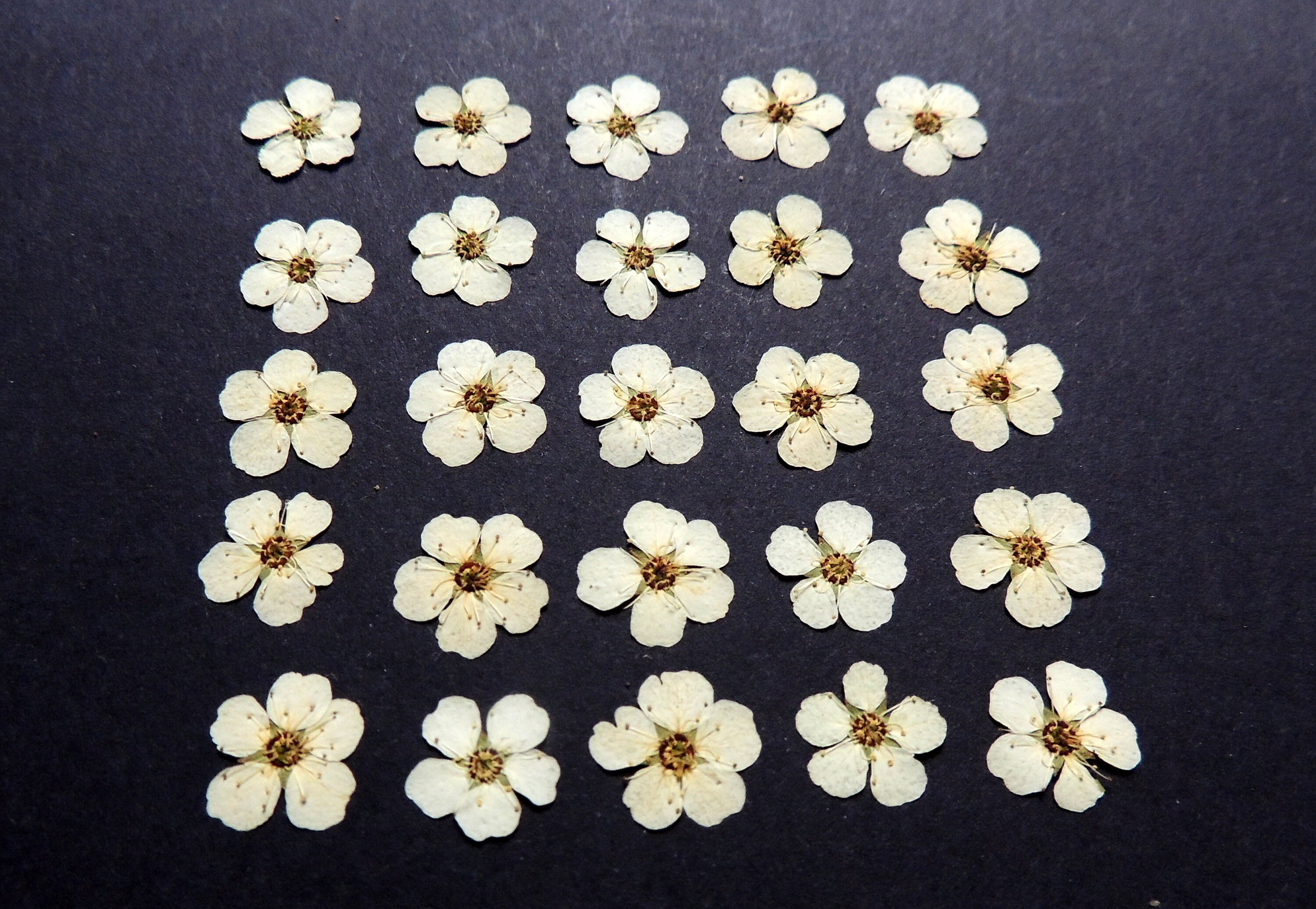 25 pequeñas flores blancas flores secas prensadas para Etsy
