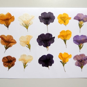 15 petites fleurs de pétunia multicolores, fleurs séchées pressées, pour l’artisanat, la fabrication de cartes, scrapbooking. # 479