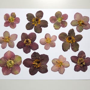 12 grandes fleurs de helleborus violet-vert, fleurs séchées pressées, pour l’artisanat,  la fabrication de cartes, scrapbooking. # 422.1