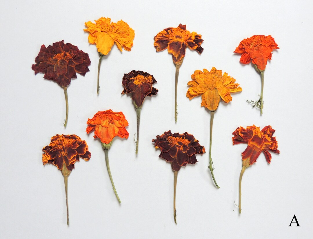6 Pressed Dried Mahogany Marigold Flowers with Stems