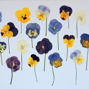 20 multicolored pansies on stem, edible pressed dried flowers, for arts, cake decorating, scrapbooking. #79