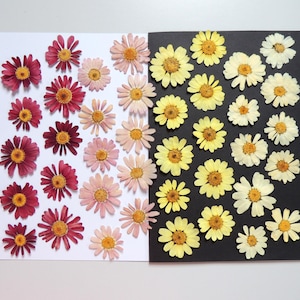 40 fleurs d'argyranthème multicolores, fleurs séchées pressées, pour l’artisanat, la fabrication de cartes, scrapbooking. # 314.2