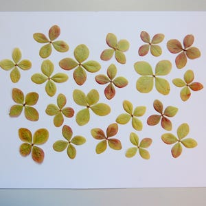 20 pcs de fleurs d'hortensia vert, fleurs séchées pressées, pour l’artisanat, la fabrication de cartes,  scrapbooking. # 458.1
