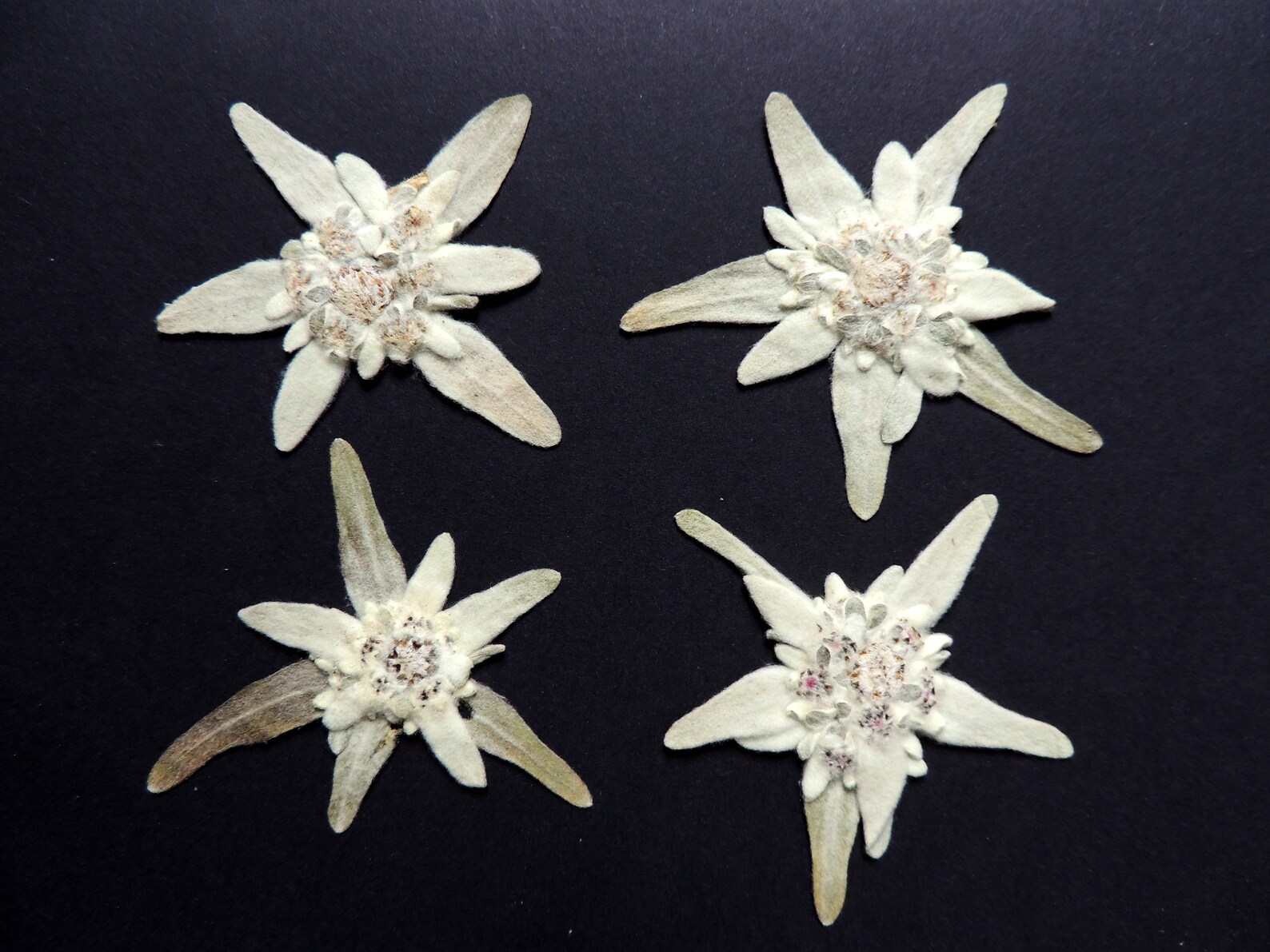 4 large flowers of edelweiss dried flowers pressed for Etsy