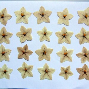 20 fleurs de jasmin beige et brun clair, fleurs séchées pressées, pour l’artisanat, la fabrication de cartes,  scrapbooking. # 244.1