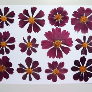 12 fleurs de cosmos bordeaux-violet, fleurs séchées pressées, pour l’artisanat, la fabrication de cartes,  scrapbooking. # 499.1