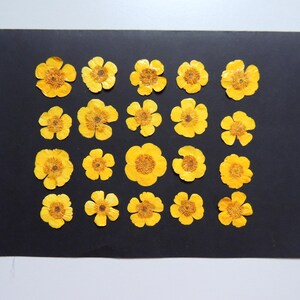 20 fleurs de buttercups jaune, fleurs séchées pressées, pour l’artisanat, la fabrication de cartes, scrapbooking. # 327.1
