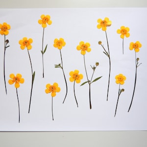 12 fleurs de buttercups jaune sur la tige, fleurs séchées pressées, pour l’artisanat, la fabrication de cartes, scrapbooking. # 327