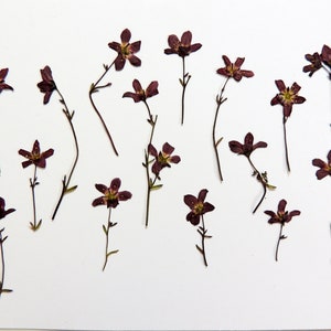 15  fleurs saxifrage violet avec tiges, fleurs séchées pressées, pour l’artisanat, la fabrication de cartes, scrapbooking. # 425.1
