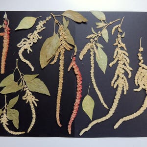 10 morceaux d'amarante, fleurs séchées pressées, pour l’artisanat, les cartes, herbier, résine, scrapbooking. # 455.1