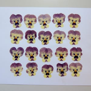 20 fleurs de pensée violet crémé, fleurs séchées pressées, pour l’artisanat, les arts, la fabrication de cartes, scrapbooking. # 323.3