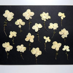 15 petites fleurs en couleur blanc et ivoire, fleurs séchées pressées, pour l’artisanat, la fabrication de cartes, scrapbooking. # 110.1
