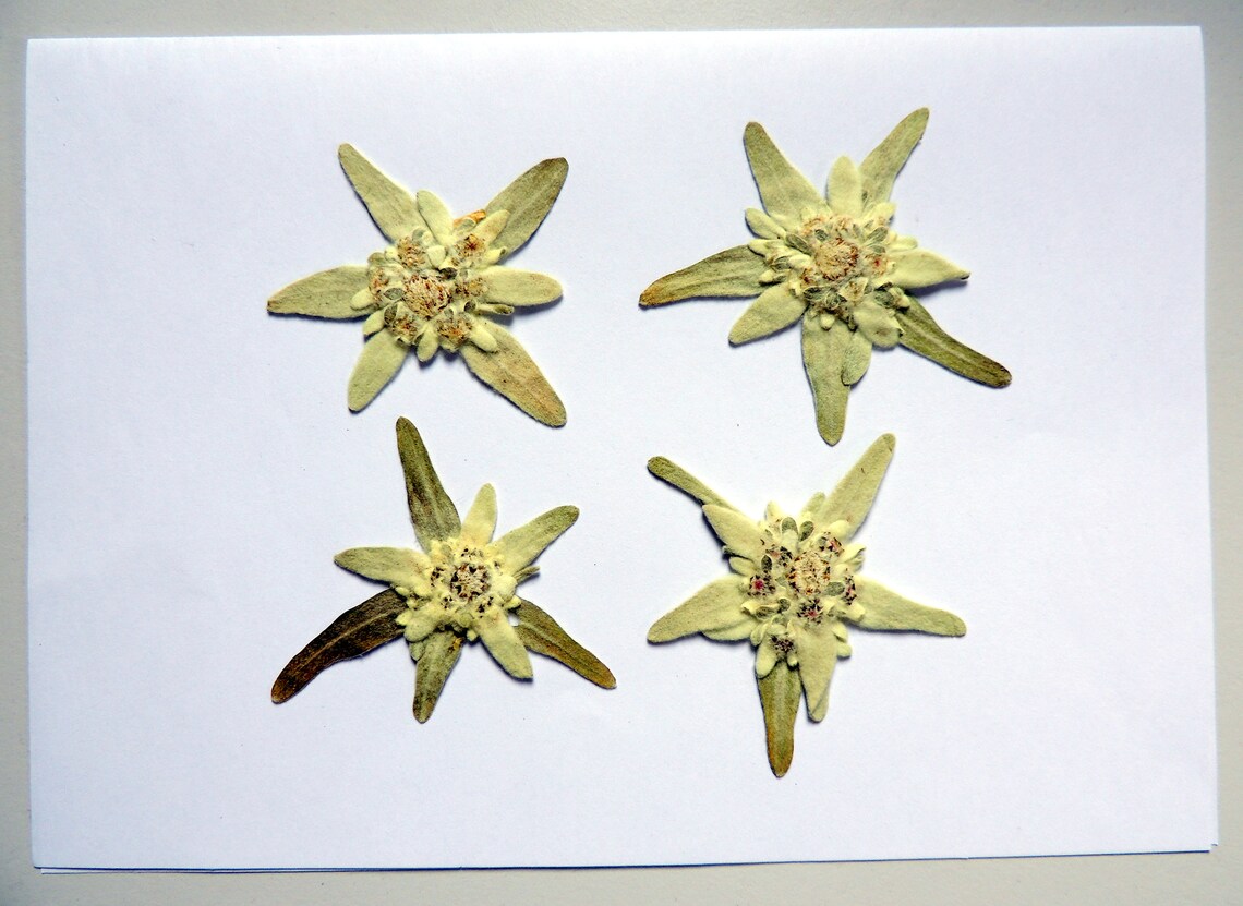 4 large flowers of edelweiss dried flowers pressed for Etsy