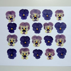 20 fleurs de pensée violet, fleurs séchées pressées, pour l’artisanat, les arts, la fabrication de cartes, scrapbooking. # 323.1