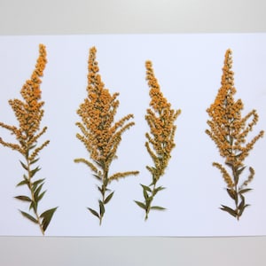 4 fleurs de goldenrod, fleurs séchées pressées, pour l’artisanat, les cartes, herbier, résine, scrapbooking. # 105.2