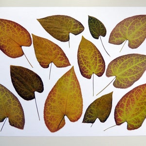 12 feuilles vert-bordeaux, feuilles séchées pressées, pour l’artisanat, les arts, la fabrication de cartes, scrapbooking. # 273