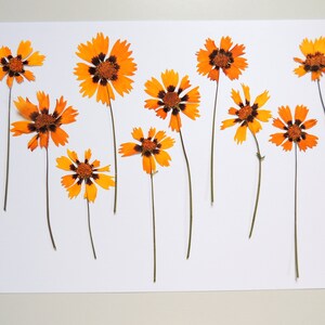 10 fleurs de coréopsis jaune brun avec tiges, fleurs séchées pressées, pour l’artisanat, la fabrication de cartes, scrapbooking. # 519