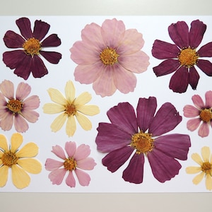 10 grandi fiori cosmo multicolori, fiori secchi pressati, per artigianato, creazione di cartoline, scrapbooking. #387