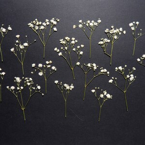 15 fiori bianchi di gypsophila, fiori secchi pressati, per artigianato, arte, creazione di carte, scrapbooking. #81