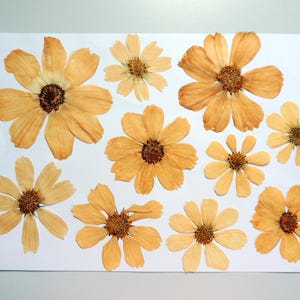 10 fleurs de cosmos beige-brun clair , fleurs séchées pressées, pour l’artisanat, la fabrication de cartes,  scrapbooking. # 460