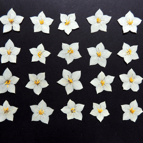 20 petites fleurs de jasmin blanche, fleurs séchées pressées, pour l’artisanat, la fabrication de cartes,  scrapbooking. # 244