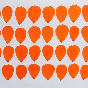 30 pétales de cocmos orange-jaune, pétales séchées pressées, pour l’artisanat, résine, la fabrication de cartes, scrapbooking. # 400