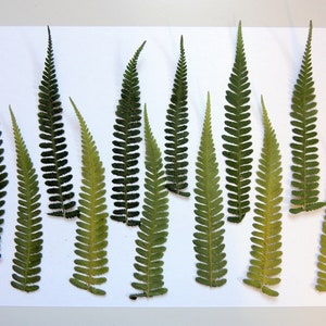 12 Long Green Fern Feathers 4&quot;-7&quot;, Dried Pressed Fern, for Crafts, DIY, Floral Art, Herbarium, Scrapbooking. #283