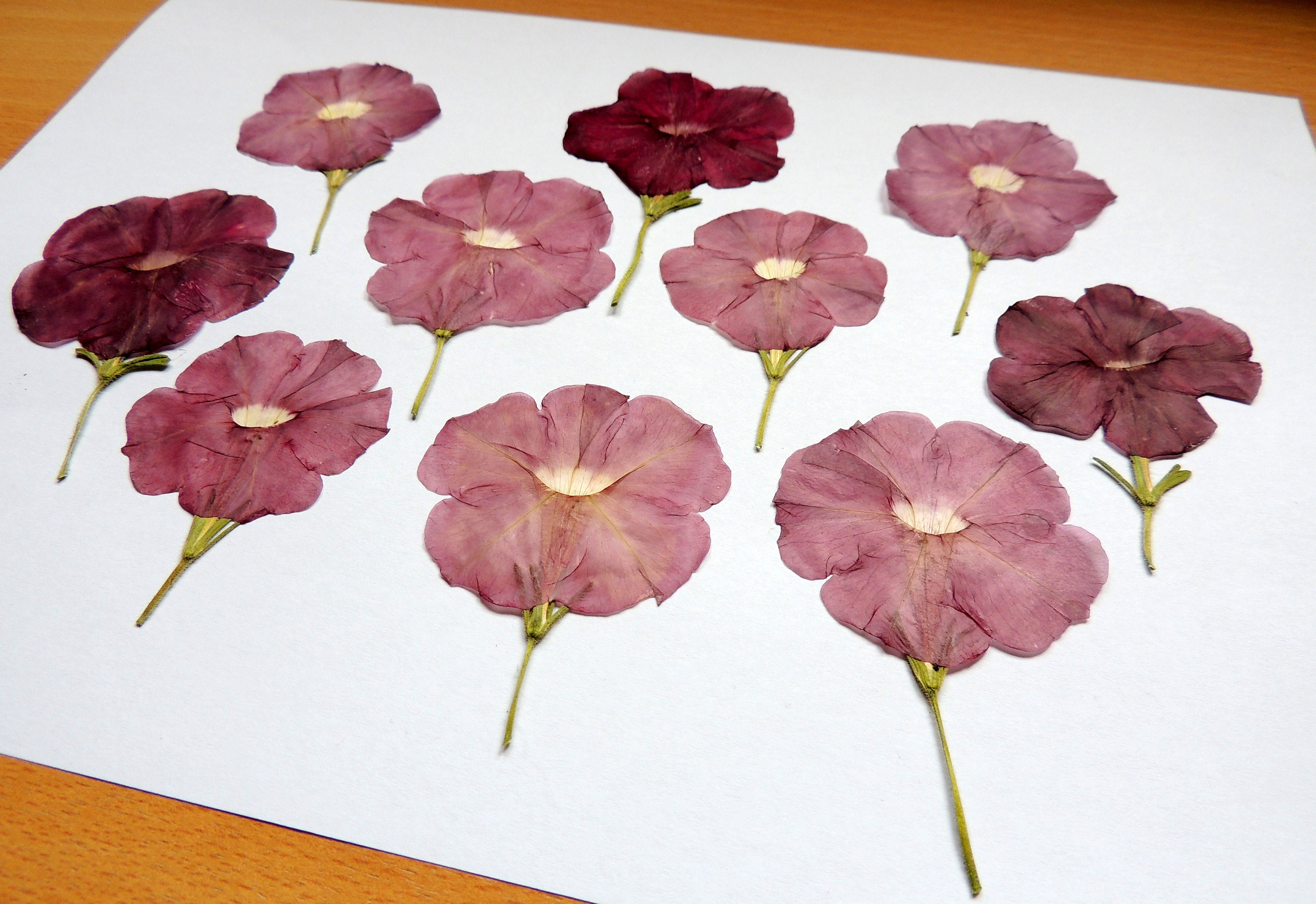 40 Pieces of Static Flowers, Dried Flowers , for Crafts, Cards, Herbarium,  Resin, Scrapbooking. 125 