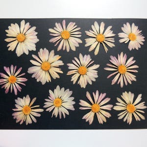 12 fleurs de chrysanthème rose blanc, fleurs séchées pressées, pour l’artisanat, les arts, la fabrication de cartes, scrapbooking. # 533.1