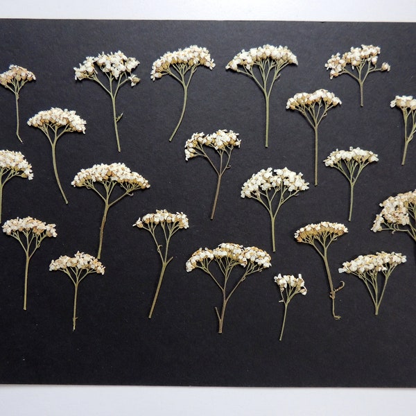 20 white yarrow flowers, edible pressed dried flowers, for arts, cake decorating, resin, scrapbooking. #97