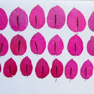 20 petali di bouganville rosa, petali essiccati pressati, per artigianato, creazione di cartoline, erbario, scrapbooking. #240