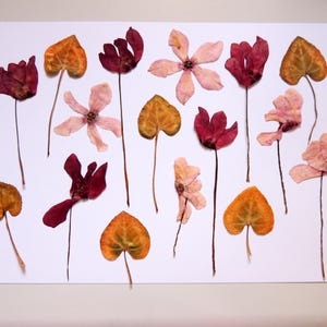 10 fleurs de cyclamen  avec verdure, fleurs séchées pressées, les arts, la fabrication de cartes, resin,  scrapbooking. # 415