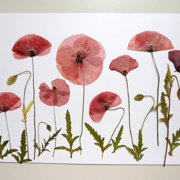8 poppy flowers with stems, pressed dried flowers, for crafts, herbarium, resin, scrapbooking. #503