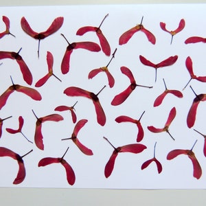 30 ultra flat red Japanese maple seeds, pressed dried seeds, for crafts, resin. #478