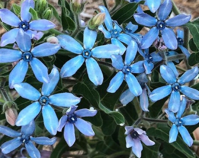Blue Star Milkweed Vine Aka Southern Star, Perennial Plant Blue