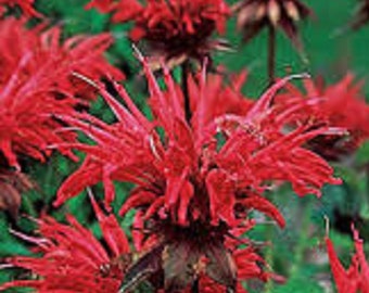 4g 0.14oz Bergamot bee balm Beebalm Monarda Didyma Organic red Flowers Petals for Steam Bath Decor Art /& to decorate candel in Canada