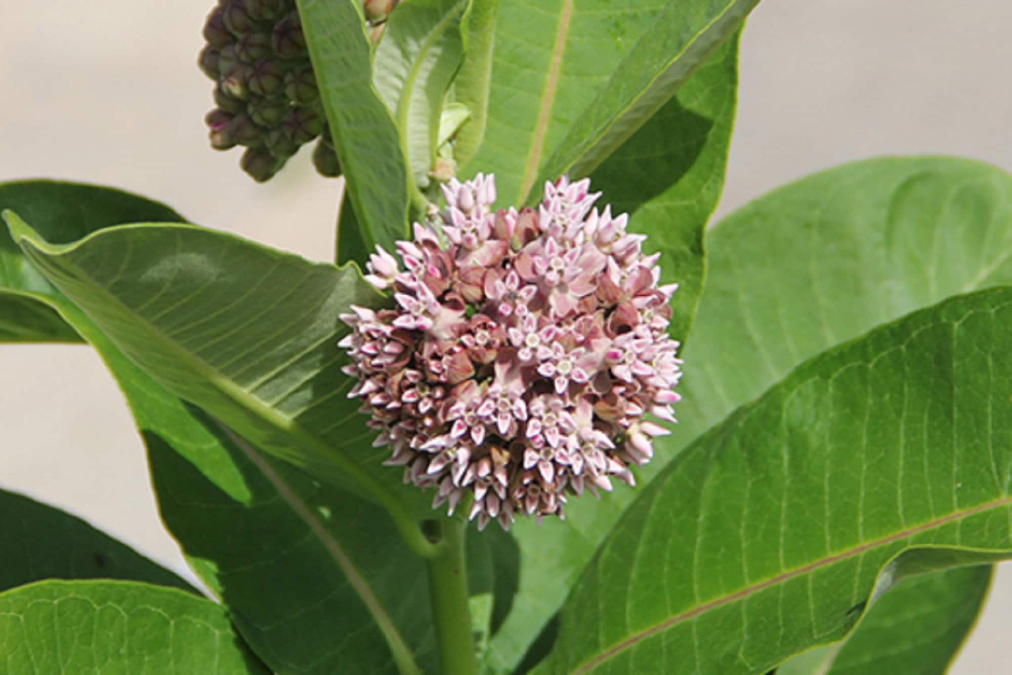 Common Milkweed Host Plant Monarch Butterfly Easy Grow Etsy